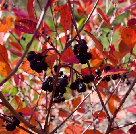 Magical Fall Black Chokeberry Crafts for Autumn